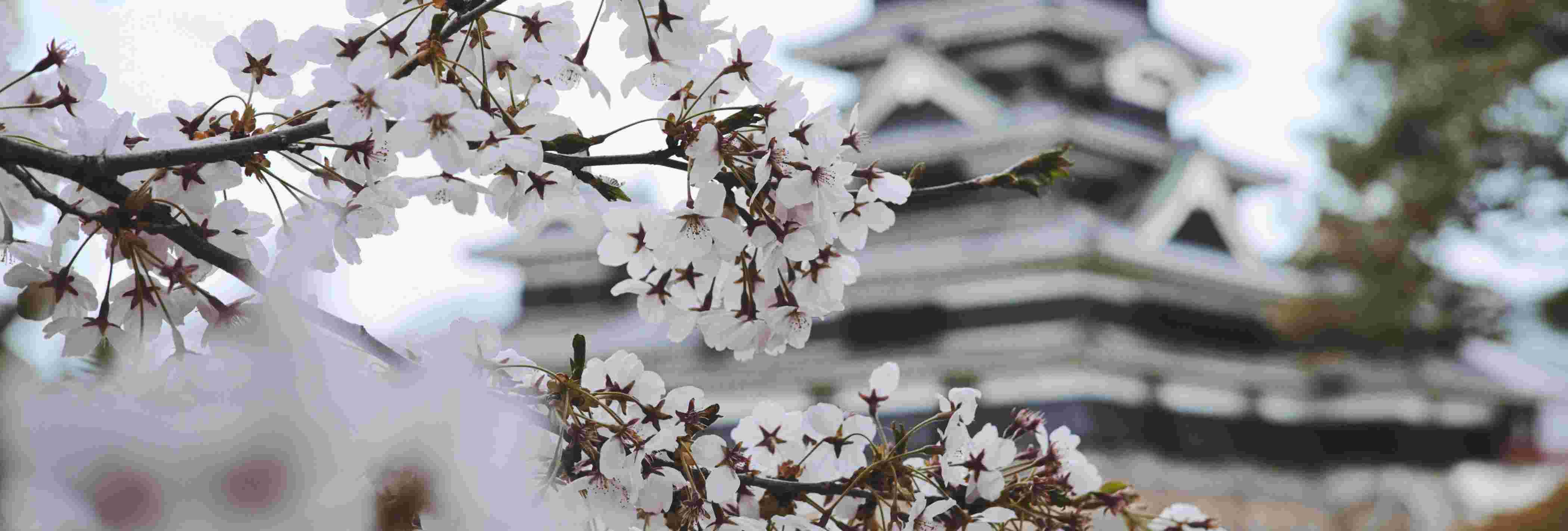 Background Image 2